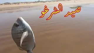 صيد الشرغو pêche du sar (surfcasting)