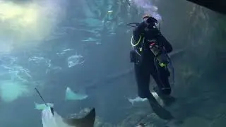 Stingray Feeding/ripley’s aquarium of canada