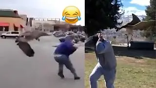Funny Geese Chasing People | Hilarious Goose Attack Compilation