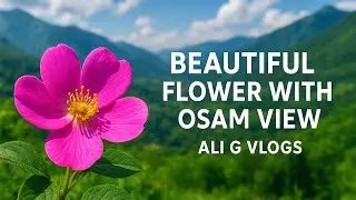 Stunning Flower Close-Up With Amazing Nature | Relaxing Nature Shots | Ali G Vlogs