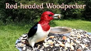 Red-headed Woodpecker: Call/Sounds They Make and Identifying a Fledgling / Juvenile.