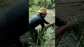 palha pra o barraco #ro&ccedil;a