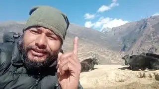 गाउँ मा चौरी आय।Yak in village.#simkot #karnali #humla.