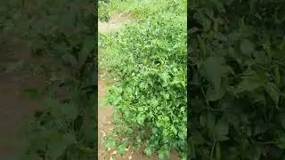 Kebun mafey #kebunku #kebuncabe #yukberkebun