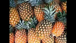 PINEAPPLE | PLANTING | HARVESTING | PROCESSING - MODERN AGRICULTURE TECHNOLOGY | 3H FARM
