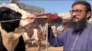 ملیر منڈی میں جانور کی قیمت لاجواب amazing video 