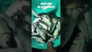 #katlamach #katlafishing #katlafishcatching