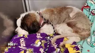 10-year-old St. Bernard rescued after spending 17 days lost in cold