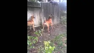 Boerboels gone wild!