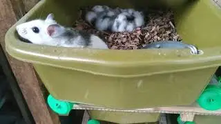 Tikus African Soft Fur Rat