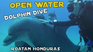 Roatan Diving! DOLPHIN Dive, SHIPWRECK, Anthony&rsquo;s Key