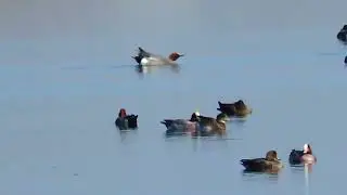 De mooie Smienten