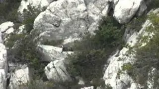 Hunting Chamois in Croatia with Artemis Hunting Ltd.