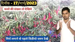 Best Red Chilli Variety for High Yield and Disease Resistance #aasankheti
