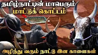 அழிந்து வரும் நாட்டு இன காளைகள் | ஜல்லிக்கட்டுக்காளை | குலமங்கலம் வக்கீல் திருப்பதி | Jallikattu