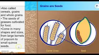 grains and legumes