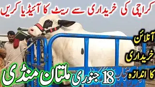 Today Fresh Multan Cow Mandi Latest Update | Sahiwal Cholistani Bachre | Cow Mandi 2025 | Chand TV 🔥