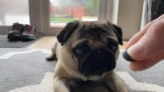 | YOUTUBE LIVE PUG EATING BLUEBERRIES | What do dogs eat 2021? Starring Pangpang the Pug |
