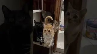 cat colony #cutecats #catcolony #catmom | catmomproblemz