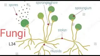 Fungi|Hyphae|Mycelium|Septate , Aseptate|coenocytic|Synchytium|L34