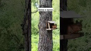 Squirrel and nuts. Botanical Garden #country #russia #travel