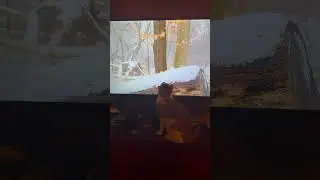 Buddy loves &ldquo;Birder King&rdquo; videos. 30 minutes later he&rsquo;s still trying to catch the birds.