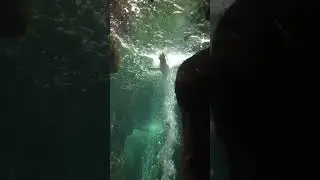 The false freedom of fish in an aquarium.