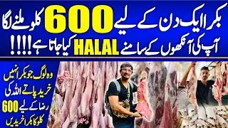 BAKRA 600KG | Cheapest Wholesale Meat Market in Karachi | Mutton,Beef,Brain,liver,PAYE