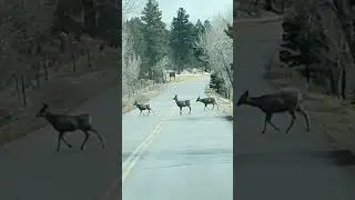 Deer crossing the road in Colorado