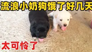 朋友送来2只流浪小奶狗，饿了2，3天没吃东西，太可怜了