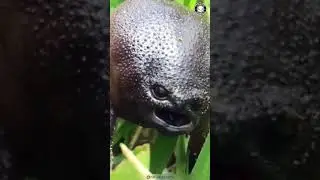 #reaction #shorts #animals #humor #funny #frog #stitch #bored