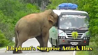 Elephant's Surprise Attack: Wild Elephant's Astonishing Bus Food Hunt