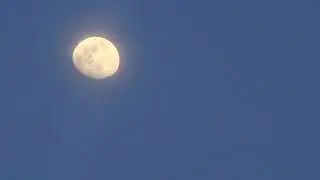 550.       MOON PIE 