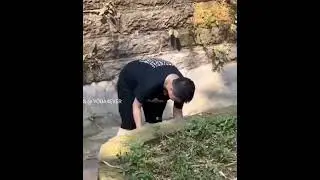 The trust of a panda cub. Trust is everything.