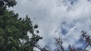 Lunch time Swarm