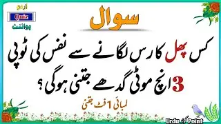 Top Islamic Questions and Answers - Sawal Jawab - Islami Paheliyan Gk - Urdu Quiz Point