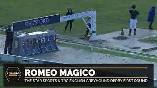 Romeo Magico - Star Sports & TRC English Greyhound Derby First Round