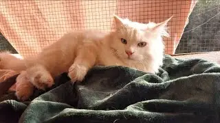 Cats & the Catio: Peace, Chaos, and Cat Politics 😹