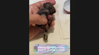 #How to get your #baby #squirrel to poop and pee.
