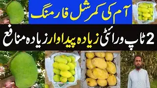 Best mango Variety for commercial Farming | Best Mango Variety In Pakistan ||