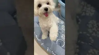Doggy shaking hands 🥰 #cute #all #dog