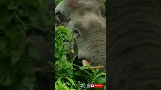 Extreme close experience with giant tusker elephant at buxa tiger reserve forest | Shorta#479