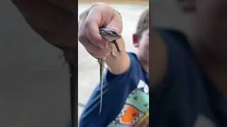 Catching a HUGE Skink 😳🦎
