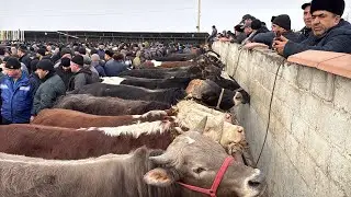 Shahidon mol bozori semiz va boqma buqalar narhlari 3.02.2026yil.