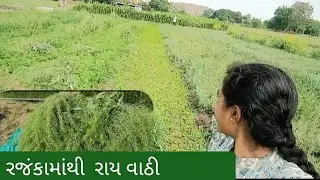 રાયને રજકો વાઢવાની મજા અને આખું ખેતર લીલું છે અને એ દ્રશ્ય જોવાની કાંઈ મજા આવે 