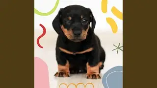 Exquisite Moods for Pet Dogs