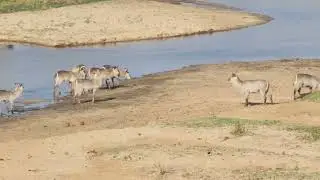 Waterbuck Herd's Riverside Respite: Egrets Join in Kruger Park #safari #wildlifephotography #nature