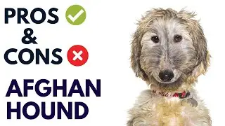 Afghan Hound Dog Pros and Cons | Afghan Hound Advantages and Disadvantages #AnimalPlatoon