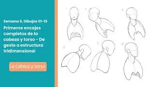 Entrenamiento de dibujo estructural de la cabeza hasta torso superior