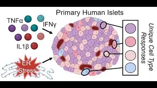 HIRN Webinar: Identification of Unique Cell Type Responses in Pancreatic Islets to Stress